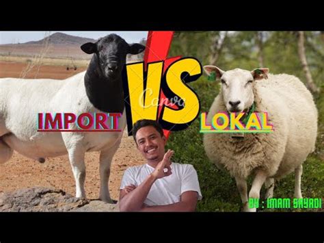 Fenomena Domba Import Import Vs Lokal By Imam Sayadi Youtube