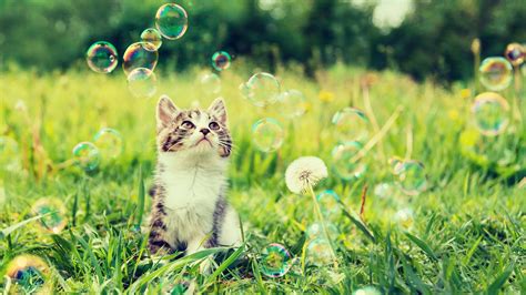Spring Dangers For Pets Pet Advice Companion Care