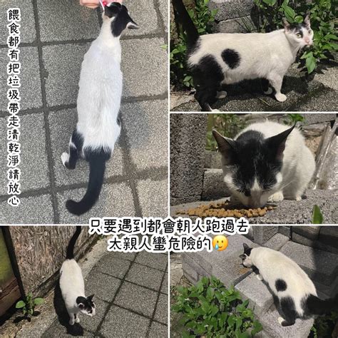 認養新北 超親人乳牛貓 看板 Cat 批踢踢實業坊