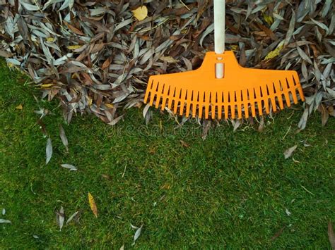 Pile of Fall Leaves with Fan Rake on Lawn Stock Image - Image of color, cleaning: 164893237