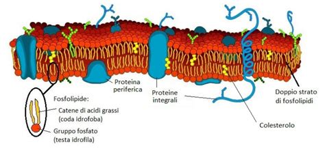 Biologia La Struttura Delle Membrane Biologiche Fisiologicamente