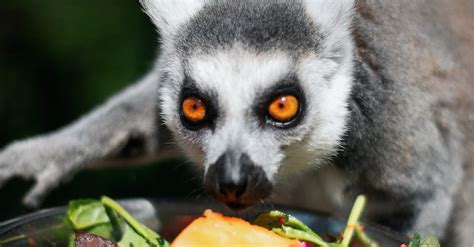 Lemur Eating a Fruit Salad · Free Stock Photo