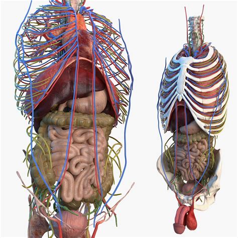 Anatomia do tronco masculino e órgãos internos Modelo 3D TurboSquid