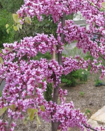 10+ Dwarf Redbud Tree Varieties – World of Garden Plants