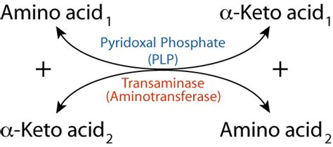 AMINO ACID METABOLISM : NITROGEN REACTIONS