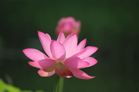 Lotus Flower Plant Free Photo On Pixabay Pixabay