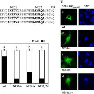 Identification Of The Nuclear Export Domain In LRH 1 A Schematic