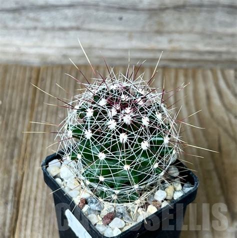 Shpr Ferocactus Hamatacanthus Var Sinuatus