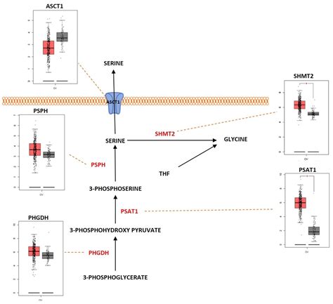 Metabolites Free Full Text Deregulated Metabolic Pathways In