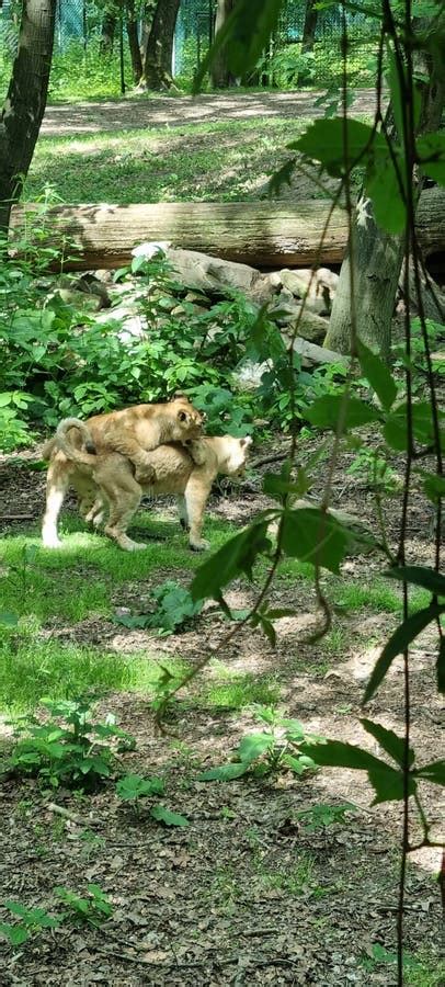 Lion cubs playing stock image. Image of wilderness, recreation - 224556037