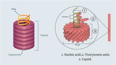 Virus - Structure, Origin, Replication, Classification, and Example ...