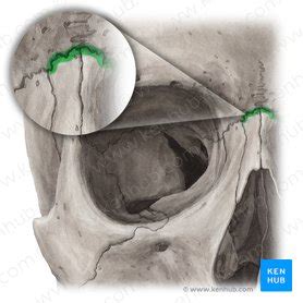 Frontal bone: Anatomy, borders and development | Kenhub