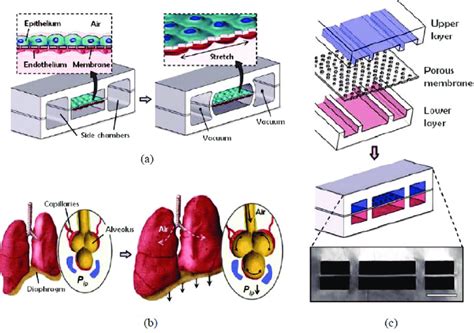 Schematic Of Lung On Chip System A Pdms Based Membrane To Mimic