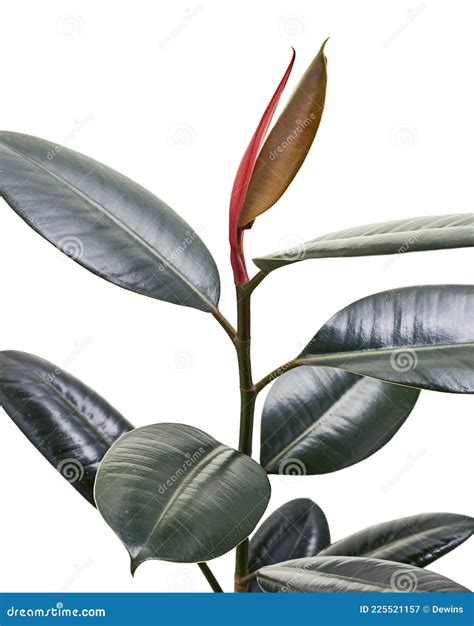 Ficus Elastica Burgundy Leaves Burgundy Rubber Tree Isolated On White