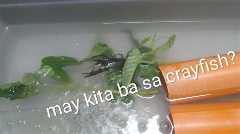 Paano Kumita Sa Pag Aalaga Ng Australian Red Claw Crayfish Youtube