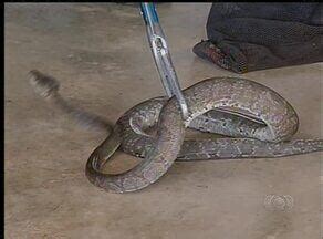 Bom Dia Tocantins Cobra e veado são capturados pela Guarda