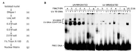 Uv Ddb Activity In Fractionated Nuclei After Uv Treatment A The