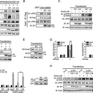 The C Domain Of Smurf Is Important For Its Binding With Axin A