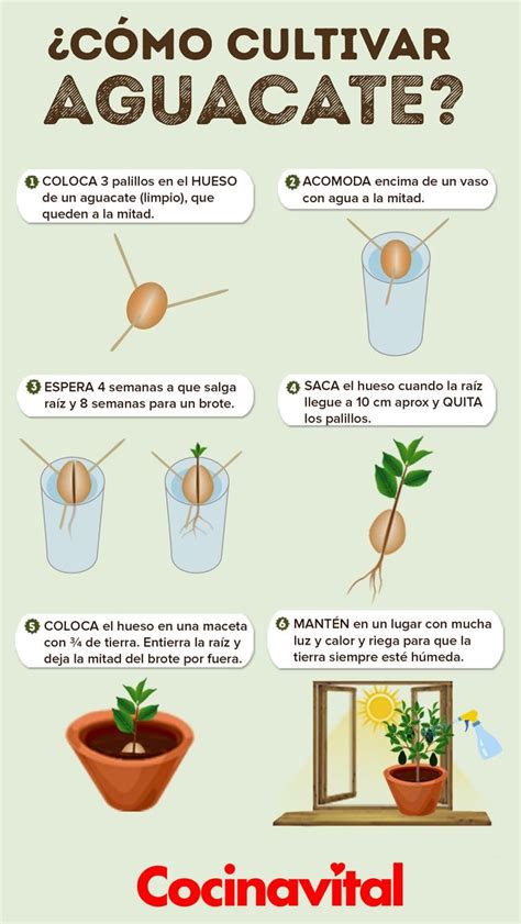 Aprender Cositas Cómo Cultivar Aguacates