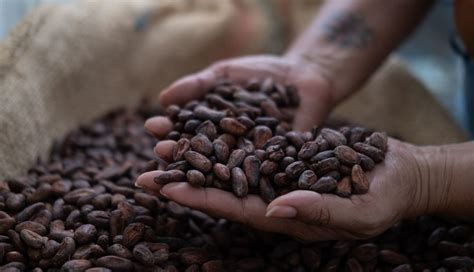 Por Qu Subieron Los Precios Del Cacao Y Qu Significa Para Los Amantes