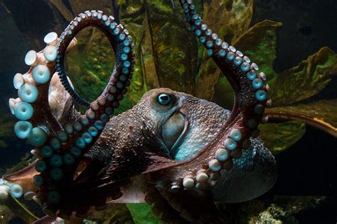 Common Octopus Swimming