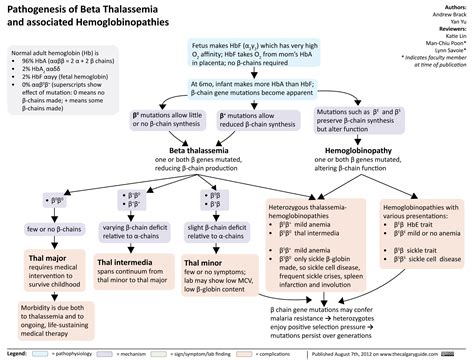 W12 Pathogenesis Of Beta Thalassemia Beta Thalassemia Medical