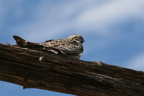 Common Nighthawk Audubon Field Guide