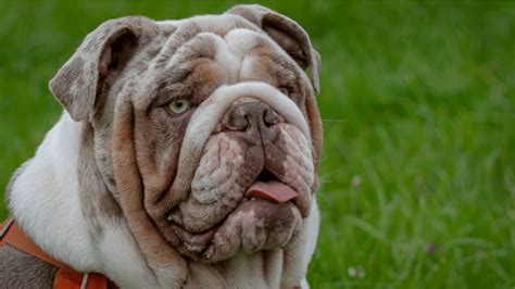 Merle English Bulldog Traits Health Issues And Care Guide Pawsafe