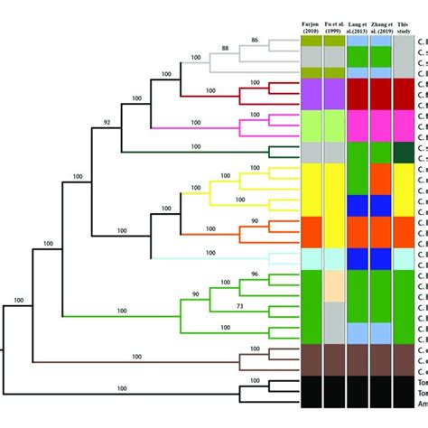 Phylogenetic Tree Reconstructed Via Maximum Likelihood Ml Analysis