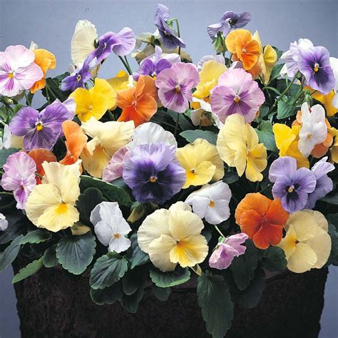 Pansy Water Colours Mixed F1 Hybrid Seeds Pansies Pansies Flowers