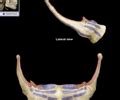 Practical 5 (Facial and Cranial Bones) Diagram | Quizlet