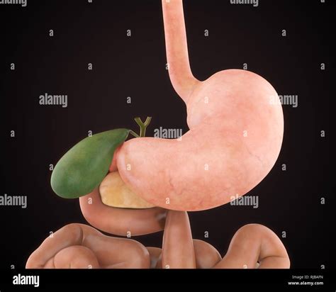 Anatomia Dello Stomaco Immagini E Fotografie Stock Ad Alta Risoluzione