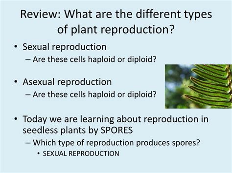 Ppt Plant Reproduction Seedless Plants Powerpoint Presentation Free