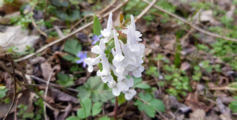 Weißer Lerchensporn dein Garten ökologisch pflegeleicht