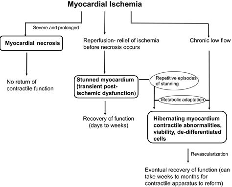 Stunned And Hibernating Myocardium Where Are We Nearly 4 Decades Later