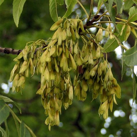 Fraxinus Excelsior Frêne Commun Grand Arbre à Feuilles étroites