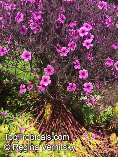 Geranium Maderense Madeiran Cranesbill