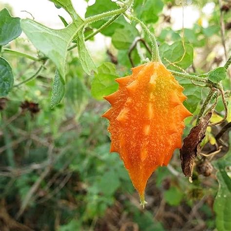 CHUXAY GARDEN Semillas de melón amargo para plantar al aire libre