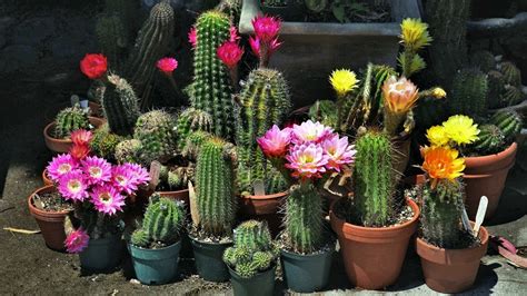 Tipos De Cactus Que Florecen En Primavera Youtube