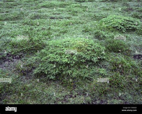 Common Juniper Juniperus Communis Cupressaceae Stock Photo Alamy