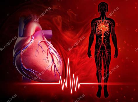 Human heart beat diagram — Stock Photo © pixdesign123 #55576833