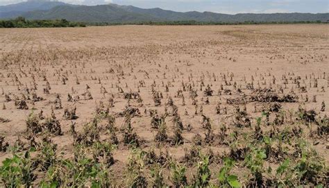 Por el impacto de la sequía se declararía la emergencia agropecuaria