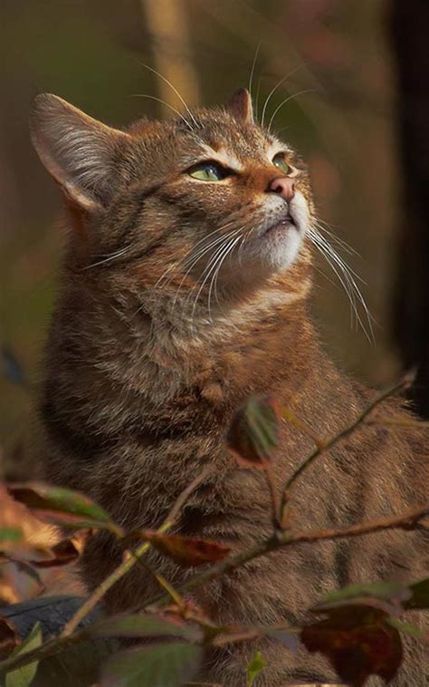 Deutsche Wildtier Stiftung Jetzt Wildtiere schützen