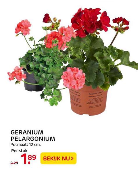 Geranium Pelargonium Aanbieding Bij Praxis Folders Nl