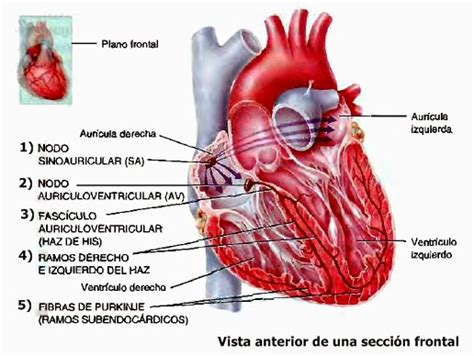 Tejido Muscular Cardíaco Y Sistema De Conducción Cardíaco