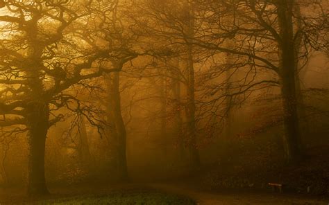 Sunlight Trees Landscape Forest Fall Nature Grass Park Branch