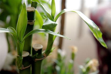 Bamboo House Plant | Bamboo Plants HQ