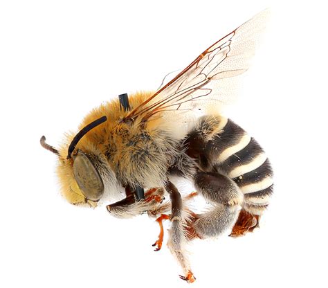 Bee evolution occurred tens of millions of years earlier than ...