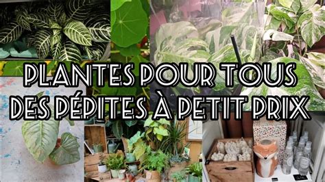 128 Plantes pour tous Paris République des pépites à petit prix