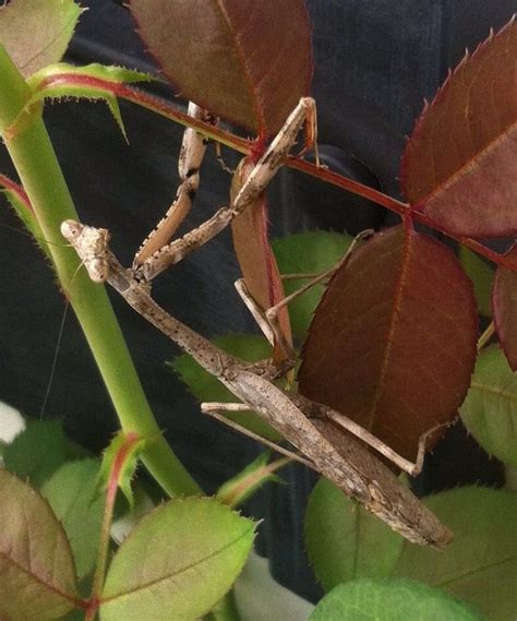 Praying Mantis Mantis Religiosa Praying Mantis Entomology Walking